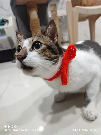 Orange Hearts Foster For Cats