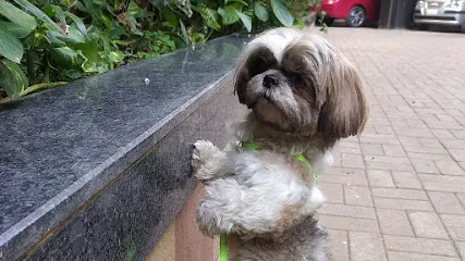 Shiva - Dog Walker & Groomers