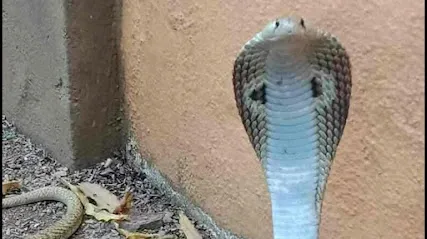 Sunil, Snake Catcher, Snake Rescue.Sarpmitra, Borivali, Mumbai,