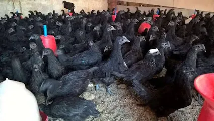 Vinod Poultry Farm