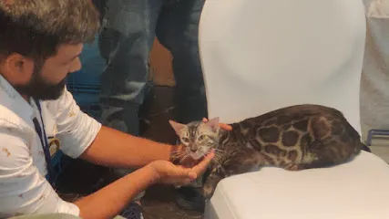 Unique Bengal Cattery