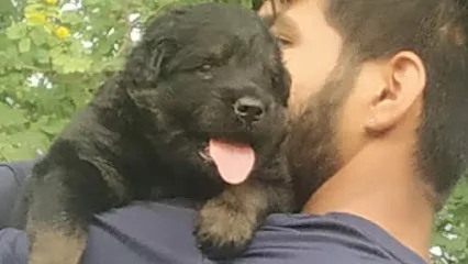 Dog Kennel In Nagda,Ujjain