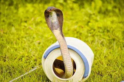 Sarpmitra Nagpur Snake Rescue Team