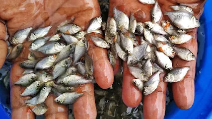 Parijoy Fish Farm (Fish Seed Supplier)