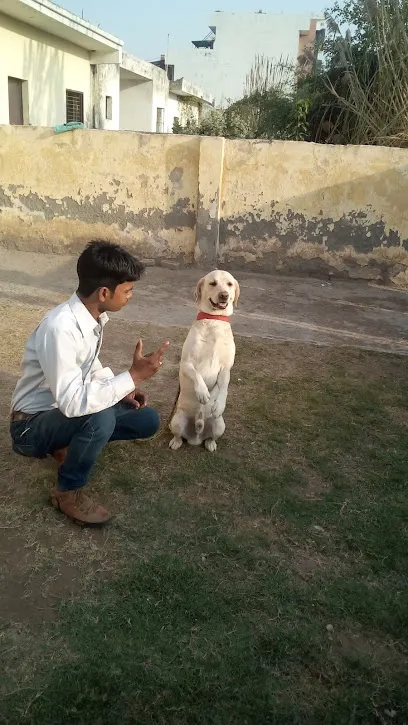 Dog Hostel . R.K 91