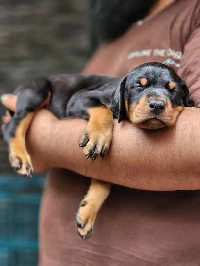 Lykan Haus European Doberman Labrador Kennel