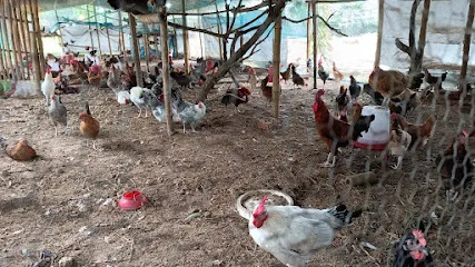 Sagar Desi Poultry Farm