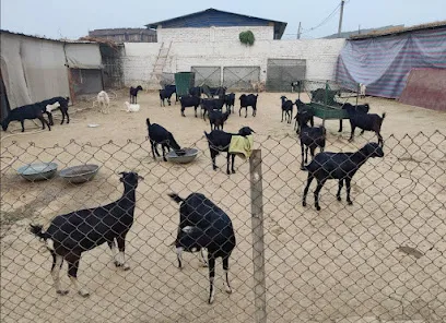 Swastik Goat, Cattle Farm