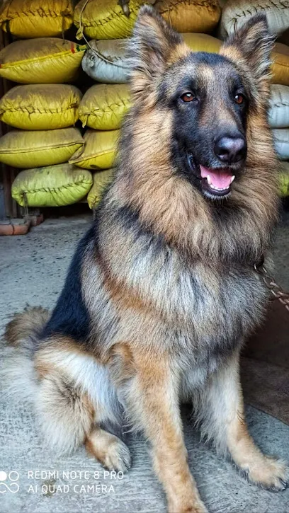 Aman's German Shepherd Kennel