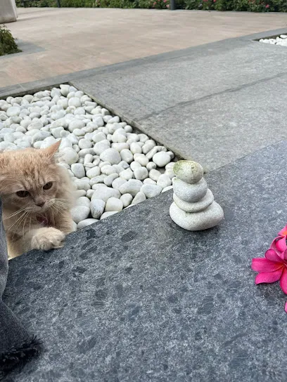 Riya Cat Boarding