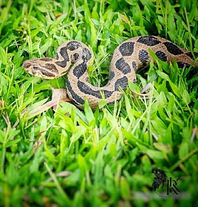 Snake Birds Wild Animals Catcher Pcms And Pune