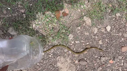 Snake Rescue (Sarpmitra)Tanishq Daithankar