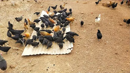 Black And White Poultry Farm