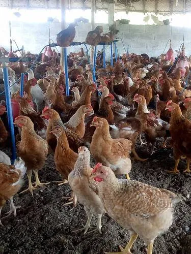 Star Poultry Farm