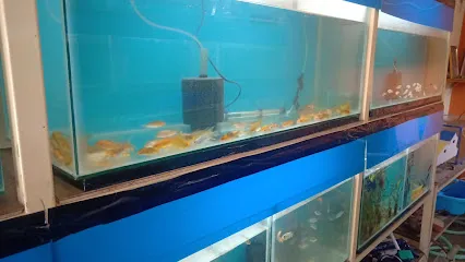 Sai Krishna Aquarium And Pet Shop