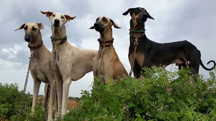 Contemplate Kennel Rajapalayam Dogs Sales