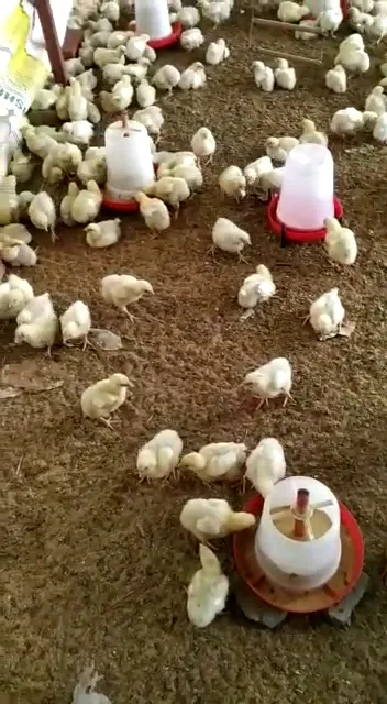 Rk Poultry Farm