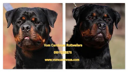 Carnivous Rottweiler Kennel-Breeder Puppies In India