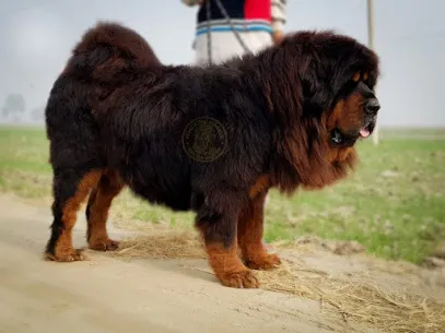 H.K. Kennel's Tibetan Mastiffs