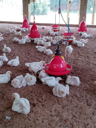 Ahammed Poultry Farm