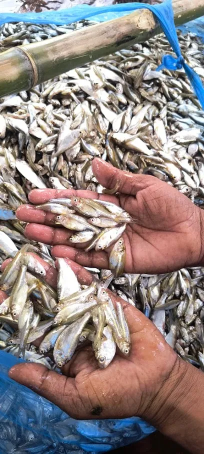 Sfc Shabab Fish Centre