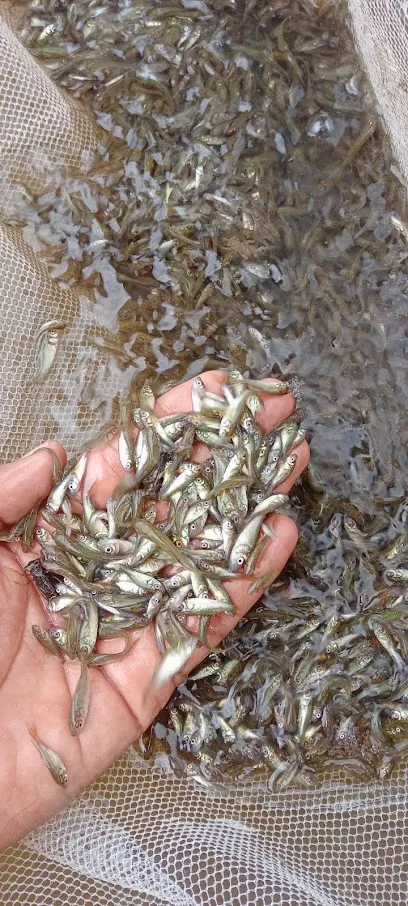 Arpitha Fish Farming