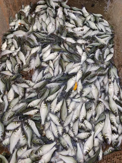 Kiran Fish Farm