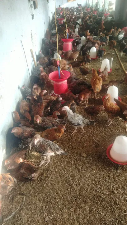 Lingannapet Poultry Farm