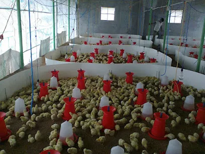 Ms Hashi Poultry Farm