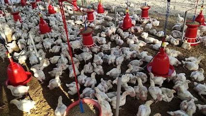 Silvassa Poultry Farm (Arif Shaikh)