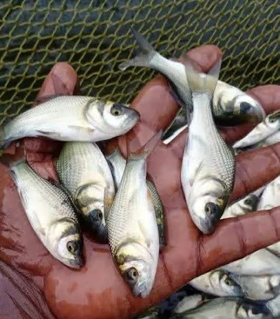 Bihar Fish Seed Center