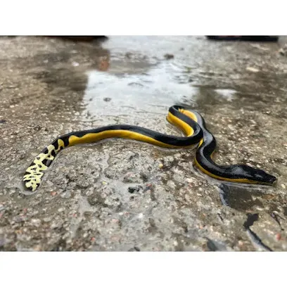 Surat City Snake Rescuer