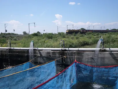 Sri Sai Fish Seed Farm