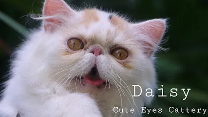 Cute Eyes Persian Cats