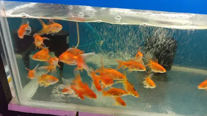 Vibgyor Pets And Aquarium