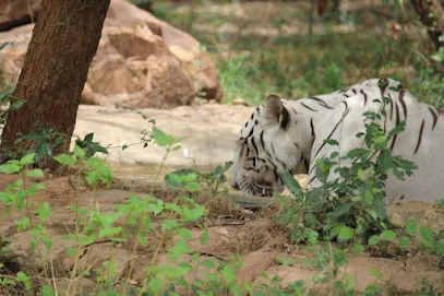 White Tiger Enclosure