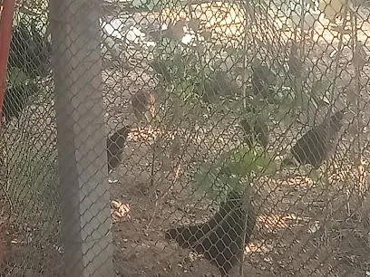 Kadaknath Aseel Chicken & Duck Livestock Farm