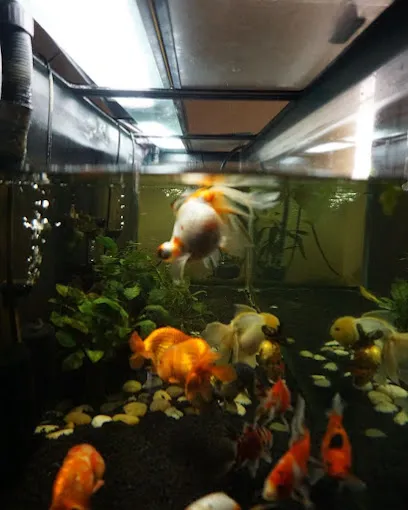 Maheshans Aquarium Fish And Nursery