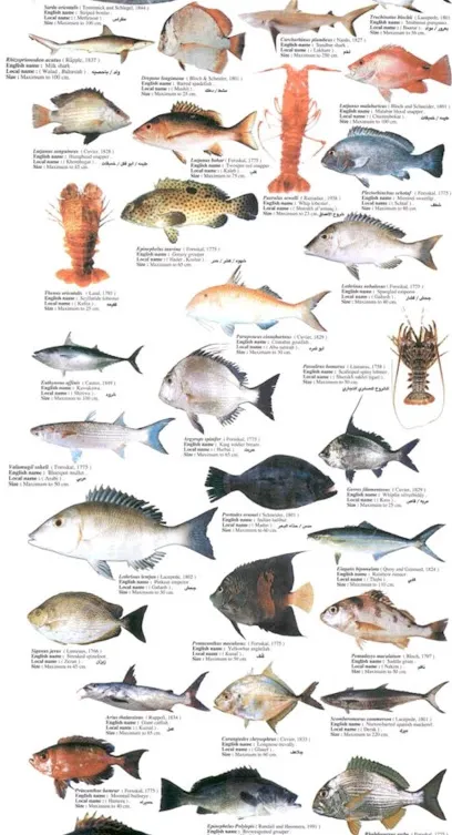 Shiv Sagar Sea Fish Export