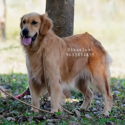 Golden Retriever Wayanad