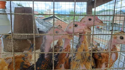 Sp Poultry Farm